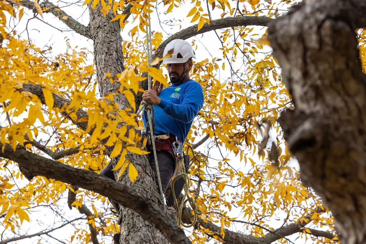 Skilled Tree Pruning crew working in Fort Dodge